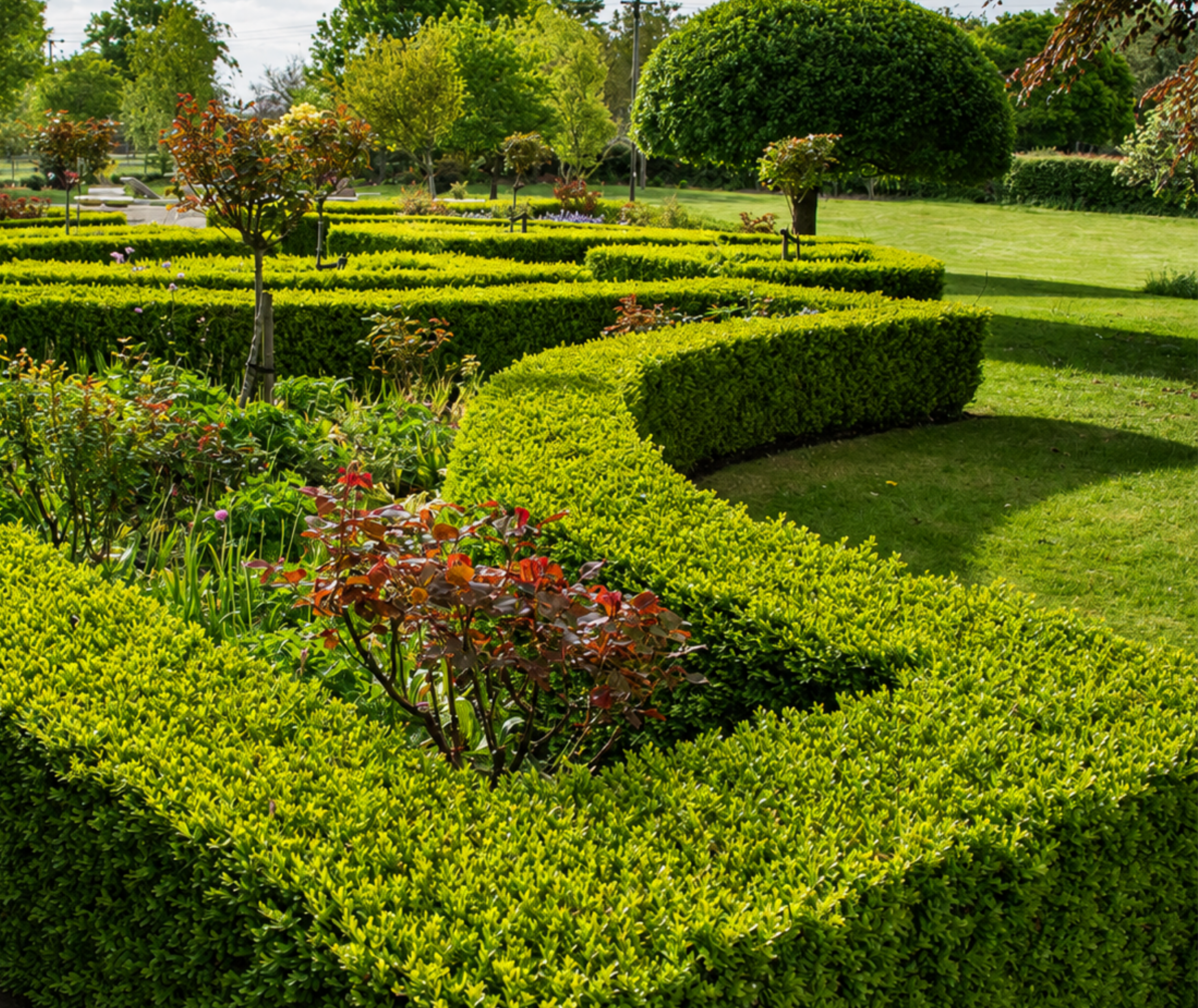 Formal garden with clipped box hedging and topiary